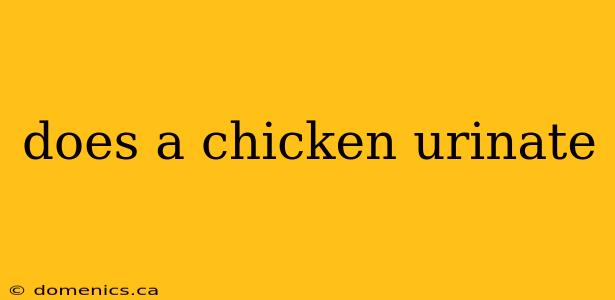 does a chicken urinate