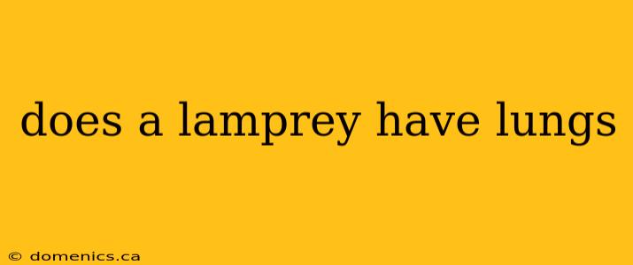 does a lamprey have lungs