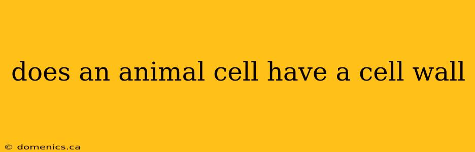 does an animal cell have a cell wall