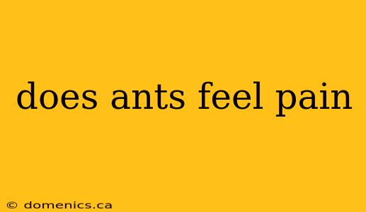 does ants feel pain