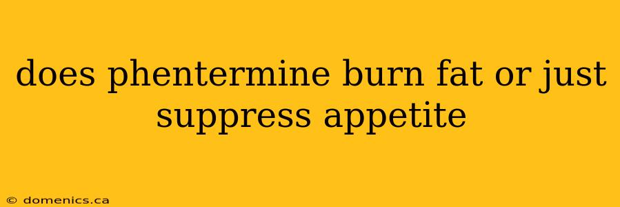 does phentermine burn fat or just suppress appetite