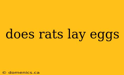 does rats lay eggs