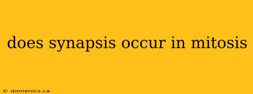does synapsis occur in mitosis