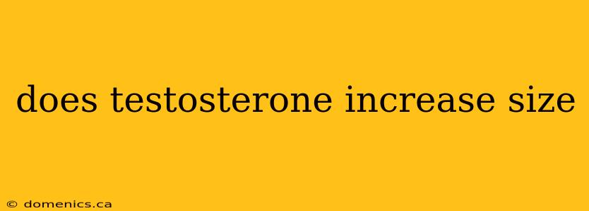 does testosterone increase size