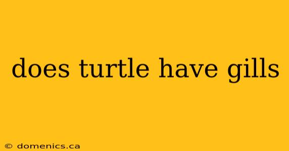 does turtle have gills