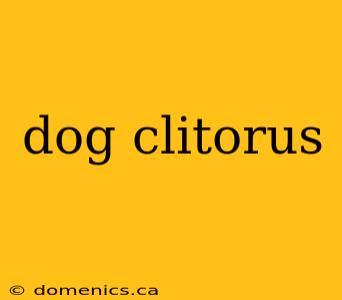 dog clitorus