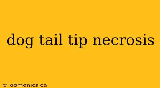 dog tail tip necrosis