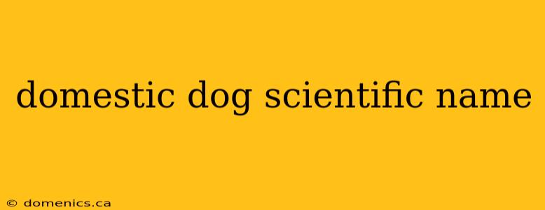 domestic dog scientific name