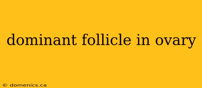 dominant follicle in ovary