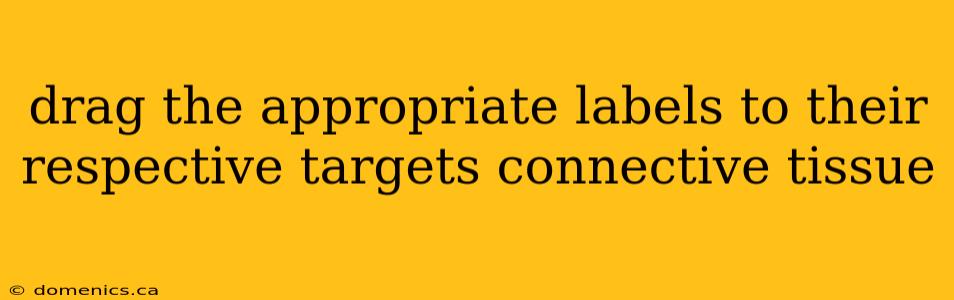 drag the appropriate labels to their respective targets connective tissue