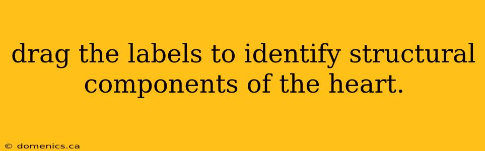 drag the labels to identify structural components of the heart.