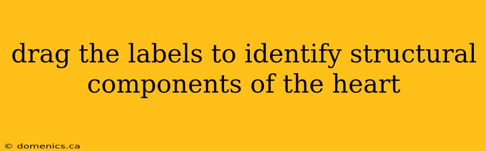 drag the labels to identify structural components of the heart