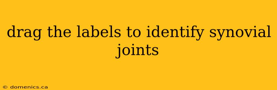 drag the labels to identify synovial joints