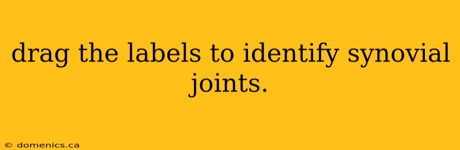 drag the labels to identify synovial joints.