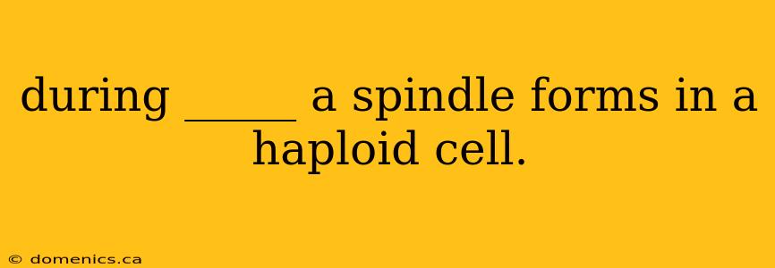 during _____ a spindle forms in a haploid cell.