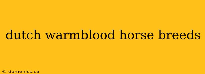 dutch warmblood horse breeds