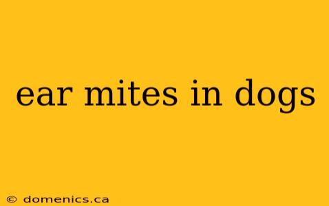 ear mites in dogs