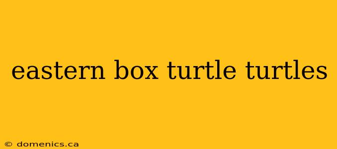 eastern box turtle turtles