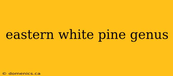 eastern white pine genus