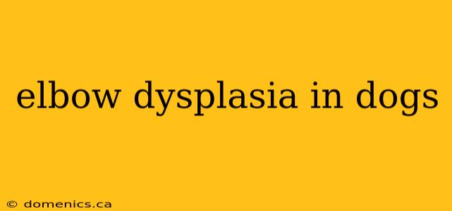 elbow dysplasia in dogs