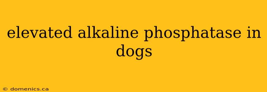 elevated alkaline phosphatase in dogs