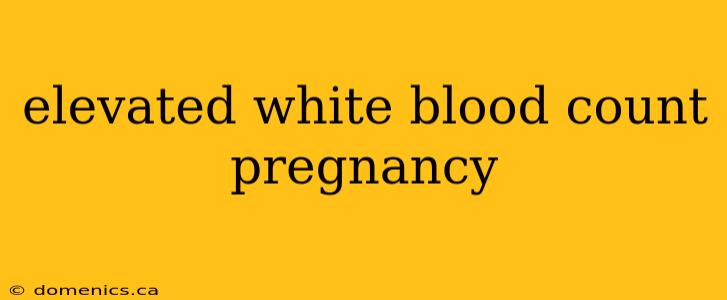 elevated white blood count pregnancy