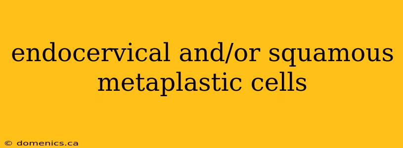 endocervical and/or squamous metaplastic cells