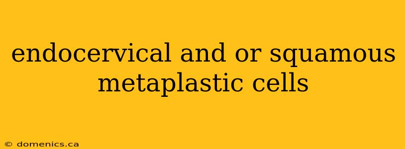 endocervical and or squamous metaplastic cells