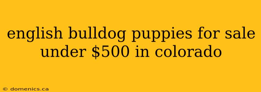 english bulldog puppies for sale under $500 in colorado