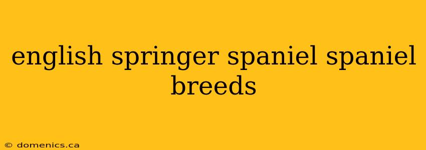 english springer spaniel spaniel breeds