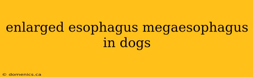 enlarged esophagus megaesophagus in dogs