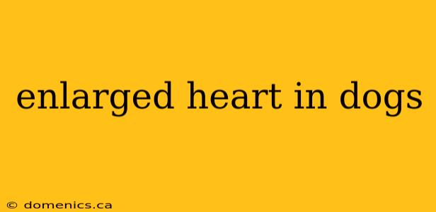 enlarged heart in dogs