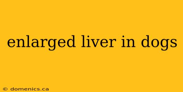 enlarged liver in dogs