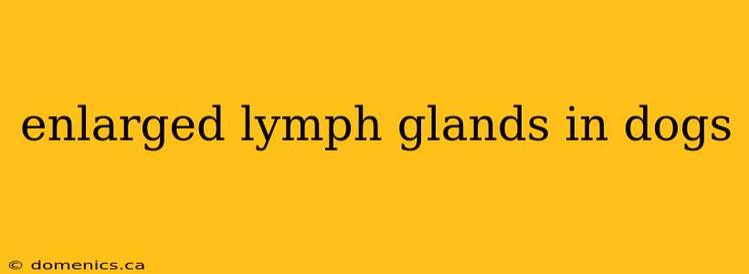 enlarged lymph glands in dogs