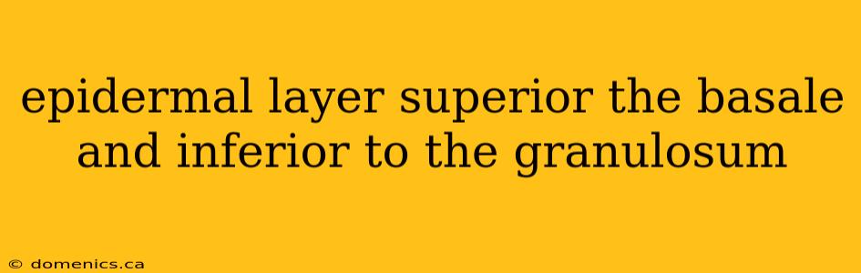 epidermal layer superior the basale and inferior to the granulosum
