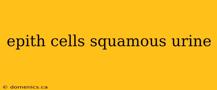 epith cells squamous urine