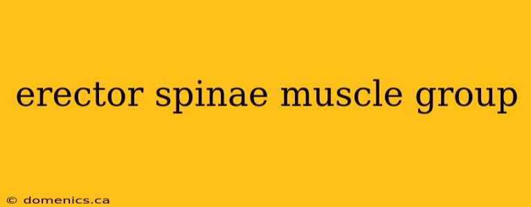 erector spinae muscle group