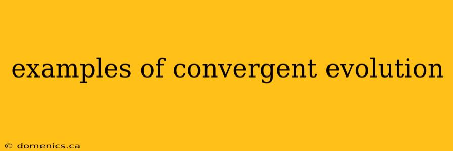 examples of convergent evolution