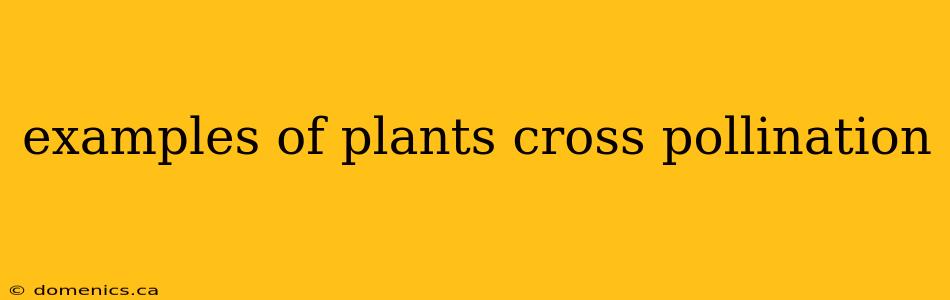 examples of plants cross pollination