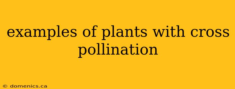 examples of plants with cross pollination