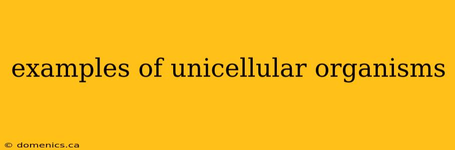 examples of unicellular organisms