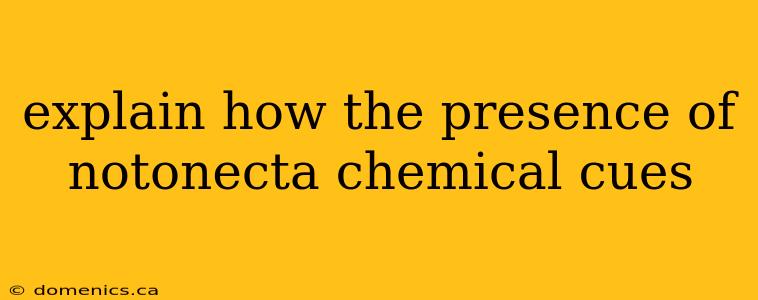 explain how the presence of notonecta chemical cues