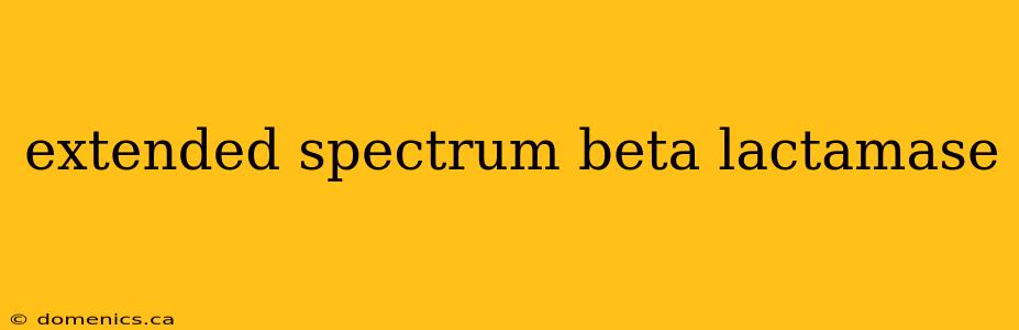 extended spectrum beta lactamase