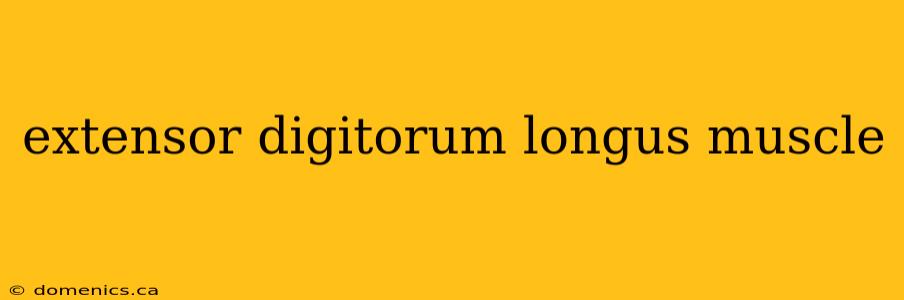 extensor digitorum longus muscle