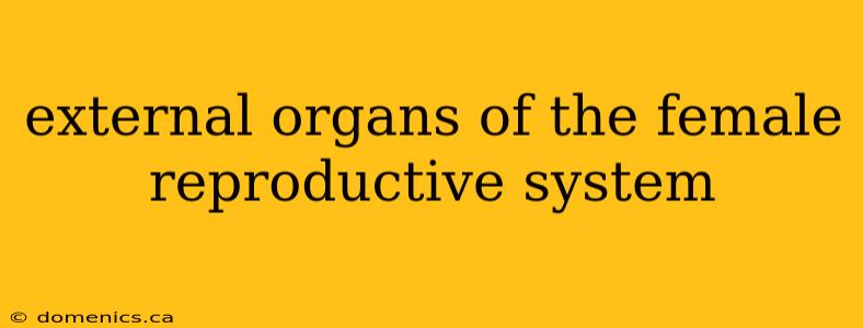 external organs of the female reproductive system