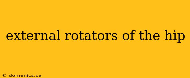 external rotators of the hip