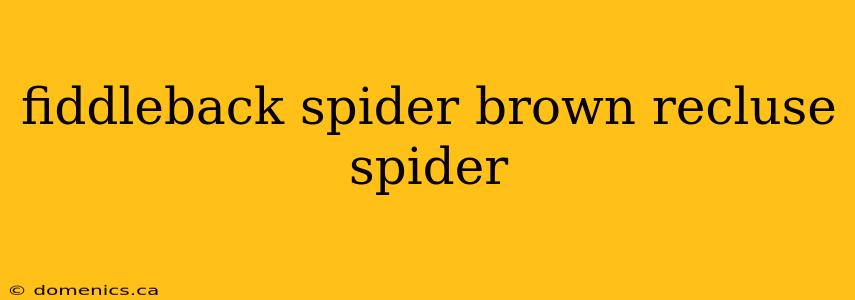 fiddleback spider brown recluse spider