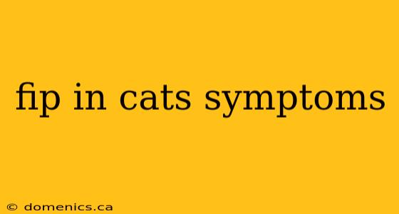 fip in cats symptoms