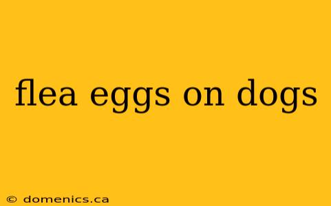 flea eggs on dogs