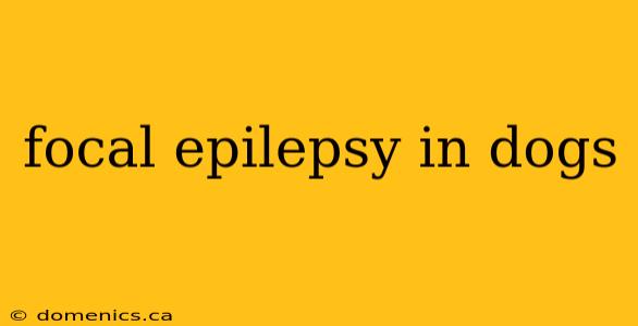 focal epilepsy in dogs